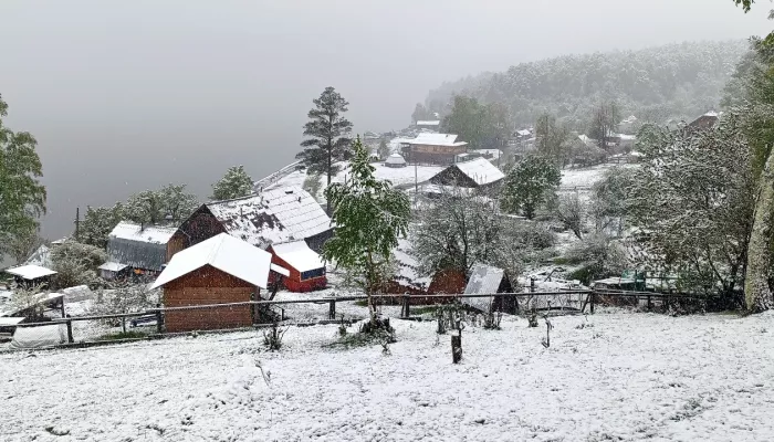 Заповедные берега Телецкого озера засыпало майским снегом. Фото