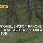 Алтайское золото: как маральи панты превращают в источник здоровья