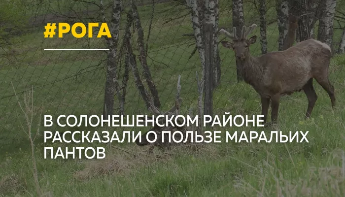 Алтайское золото: как маральи панты превращают в источник здоровья