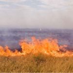 Пожар от границ Казахстана подошел к Алтайскому краю