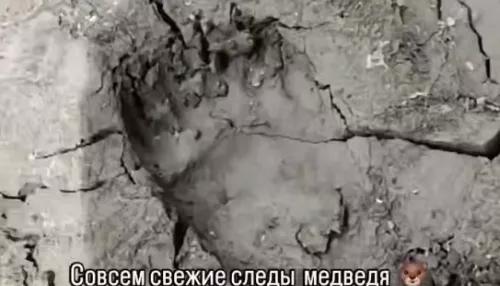 Следы медведя заметили жители Алтайского края на подходе к пасеке
