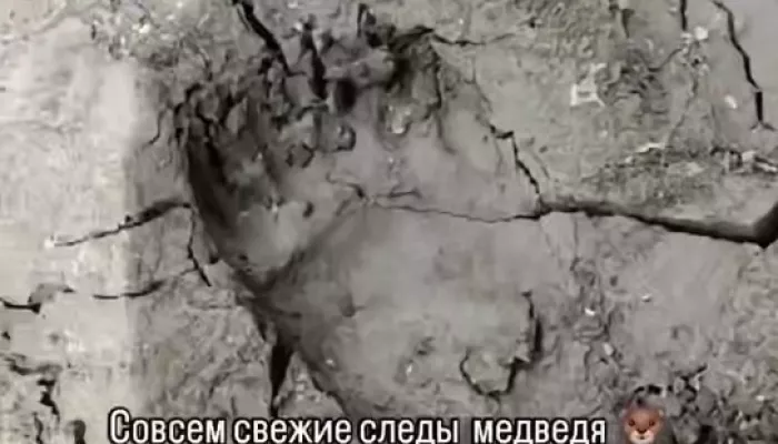Следы медведя заметили жители Алтайского края на подходе к пасеке