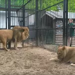 Лев Алтай покрасовался перед невестой на первом свидании. Видео