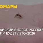 Алтайский биолог объяснила, почему летом будет меньше комаров