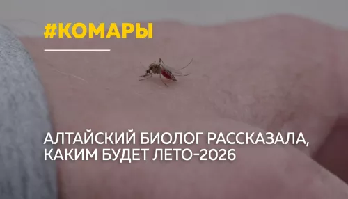 Алтайский биолог объяснила, почему летом будет меньше комаров