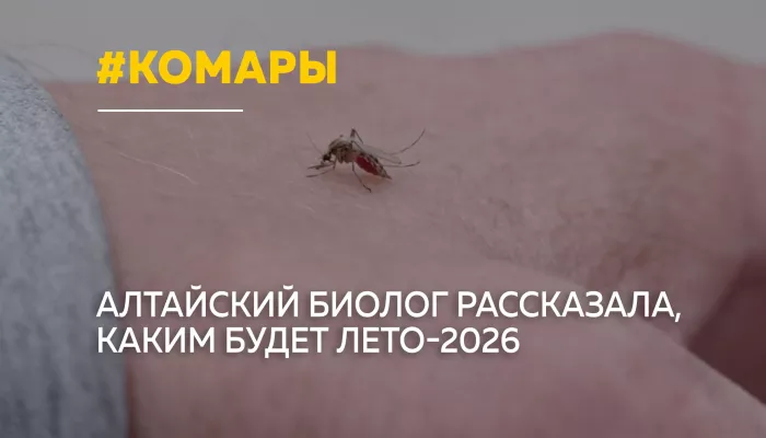 Алтайский биолог объяснила, почему летом будет меньше комаров