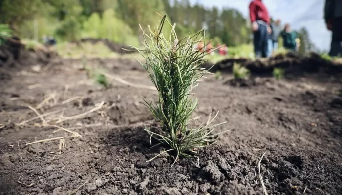 В Майминском районе Республики Алтай высадили 900 сеянцев кедра