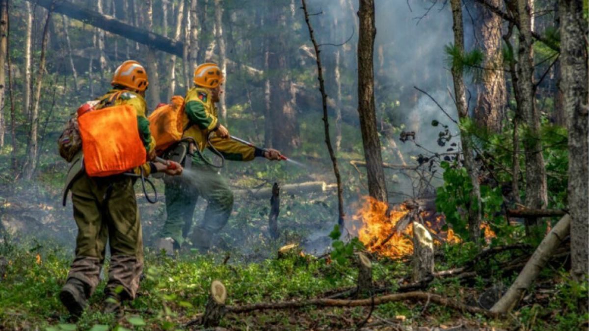 Greenpeace: пик лесных пожаров в Сибири пройден 