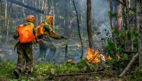 Greenpeace: пик лесных пожаров в Сибири пройден