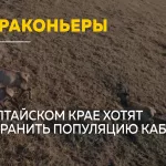 В Алтайском крае обсуждают проект по спасению популяции сибирской кабарги