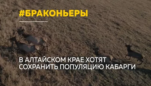 В Алтайском крае обсуждают проект по спасению популяции сибирской кабарги