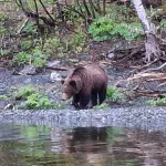 На берегу Телецкого озера запечатлели гуляющего медведя. Фото
