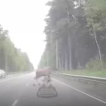 Лось выбежал на дорогу в Ленточном бору в Барнауле. Видео