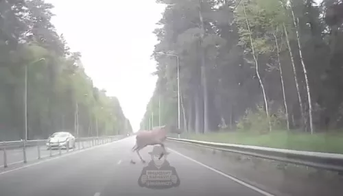 Лось выбежал на дорогу в Ленточном бору в Барнауле. Видео