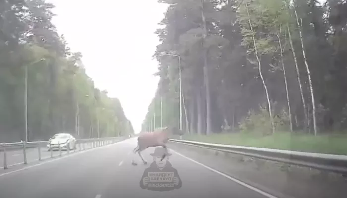 Лось выбежал на дорогу в Ленточном бору в Барнауле. Видео
