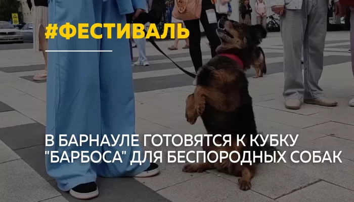 В Барнауле пройдет фестиваль для беспородных собак