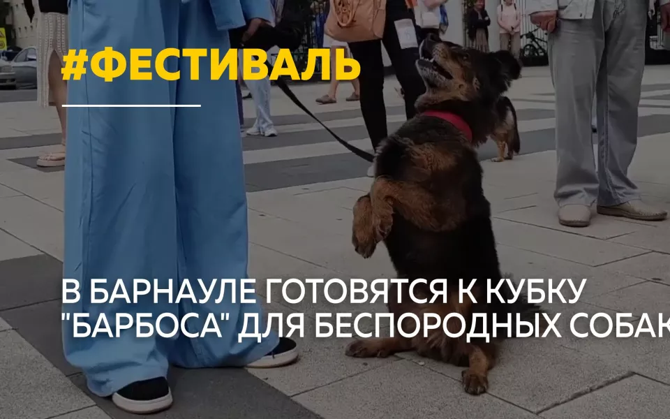 В Барнауле пройдет фестиваль для беспородных собак