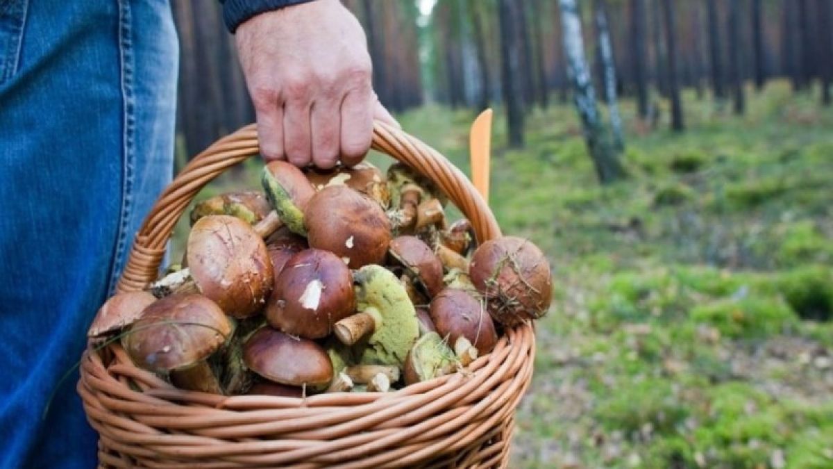 Грибы. Урожай