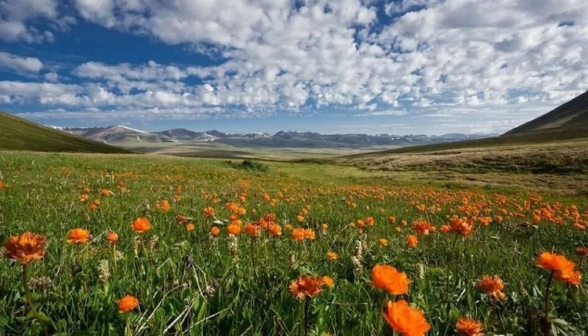 Алтайский край природные. Степи Алтайского края. Алтайский заповедник степи. Природа степного Алтайского края. Алтайский край горы в степи.