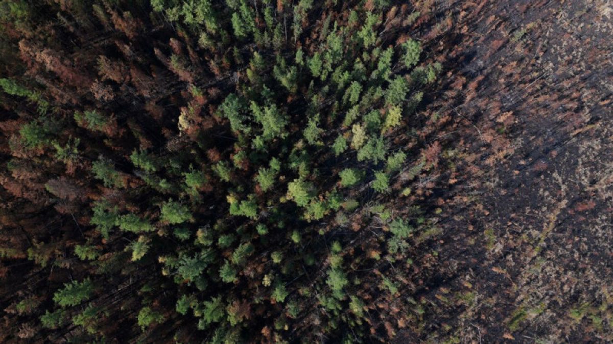 Россия может запретить экспорт леса в Китай из-за незаконных вырубок 