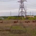 На трассе Барнаул — Бийск заметили лосей: водителей призывают к осторожности