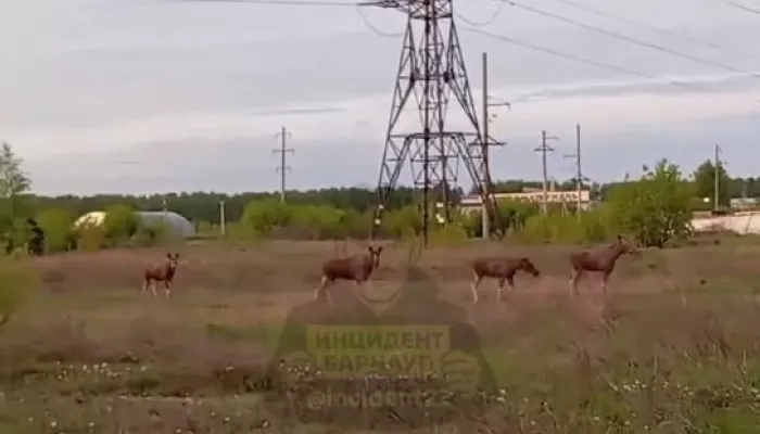 На трассе Барнаул — Бийск заметили лосей: водителей призывают к осторожности