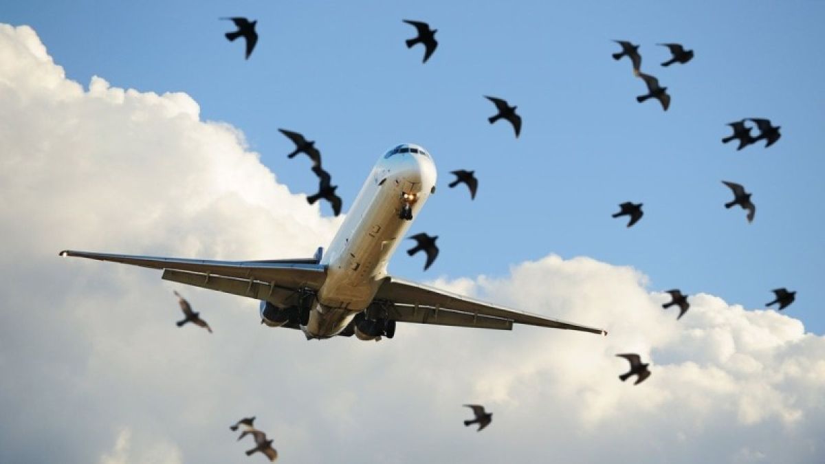 Орнитологи предложили новый подход к отпугиванию птиц рядом с аэропортами