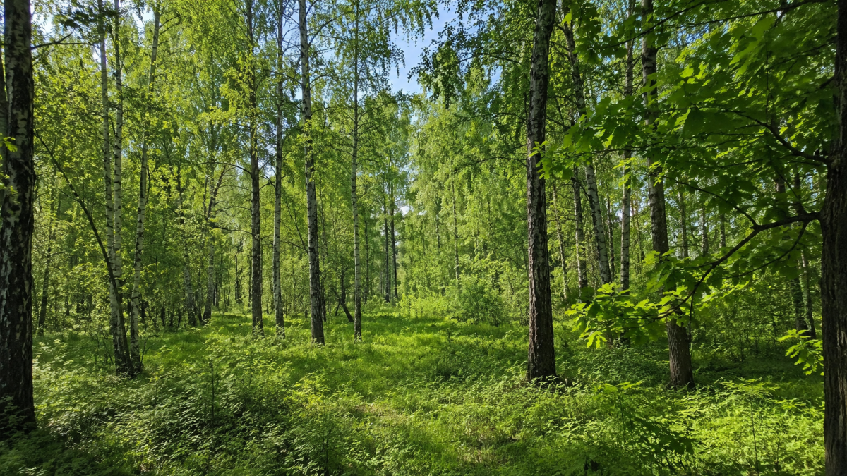 Лес