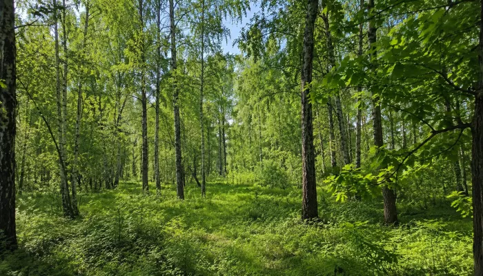 Подростка застрелили ночью на трассе — его могли принять за животное