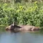 Лось увяз в водоеме в садоводстве Меланжист в Барнауле