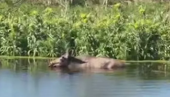 Лось увяз в водоеме в садоводстве Меланжист в Барнауле