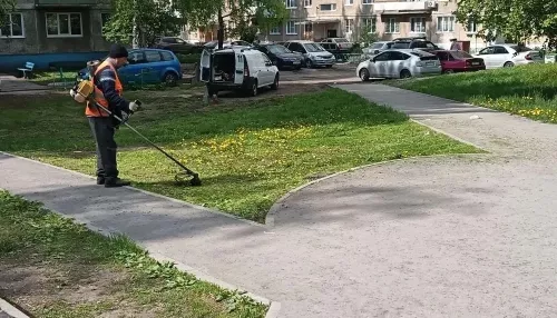 Во всех районах Барнаула проходит покос травы. Фото
