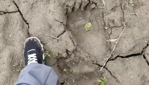 На берегу реки в Алтайском крае нашли следы трехногого медведя. Видео