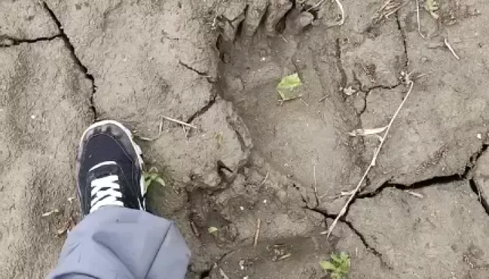 На берегу реки в Алтайском крае нашли следы трехногого медведя. Видео