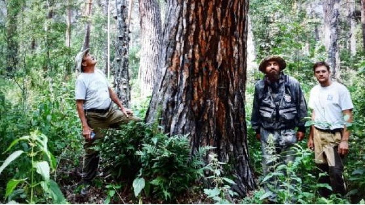 Марафон "Самое большое дерево" объявили в Алтайском крае