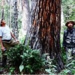 Марафон Самое большое дерево объявили в Алтайском крае
