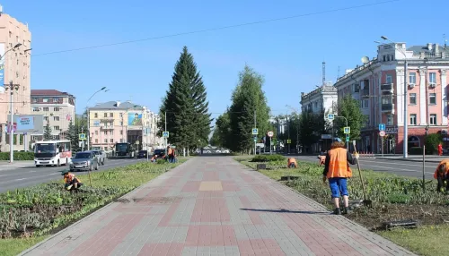 На аллее главного проспекта Барнаула высаживают цветы: фото
