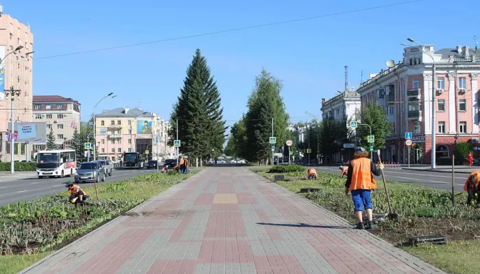 На аллее главного проспекта Барнаула высаживают цветы: фото