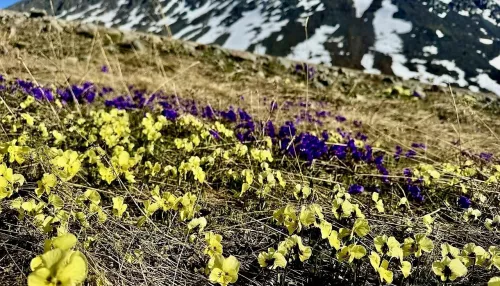 Яркие цветы украсили склоны гор Республики Алтай. Фото