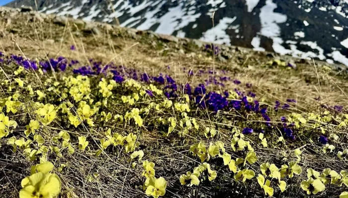 Яркие цветы украсили склоны гор Республики Алтай. Фото