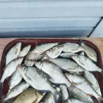 Алтайские рыбаки провели жаркие выходные на водоемах и поделились уловом. Фото