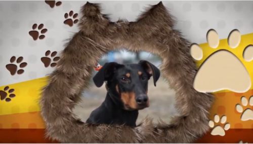Ко мне!: собака Кассиопея ищет хозяина в Барнауле
