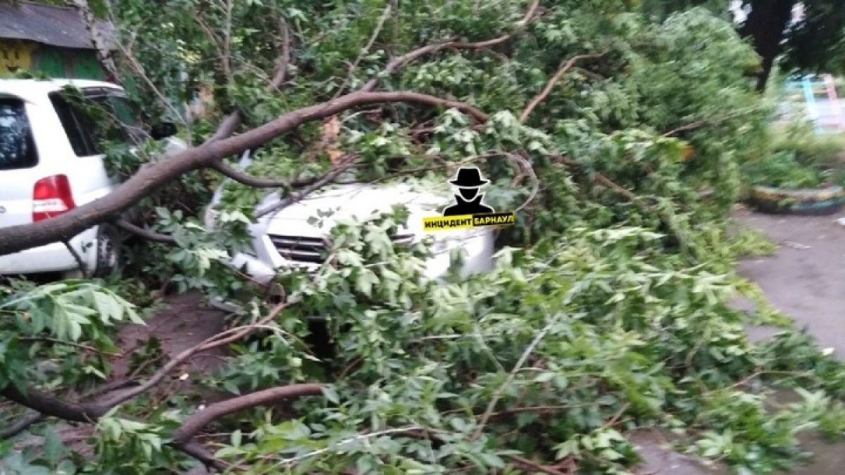 Дерево упало на припаркованные автомобили в Барнауле