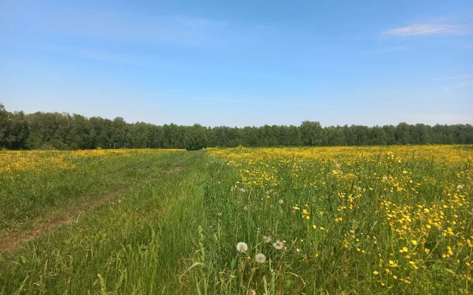 35-градусная жара продолжает плавить Алтайский край: когда ждать дождей
