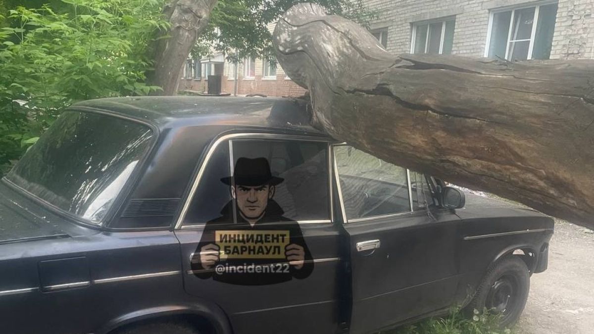 Упавшее дерево