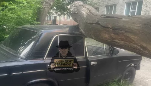 Сухое дерево рухнуло на крышу машины во дворе дома в Барнауле