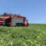 За сутки в Республике Алтай произошло три лесных пожара