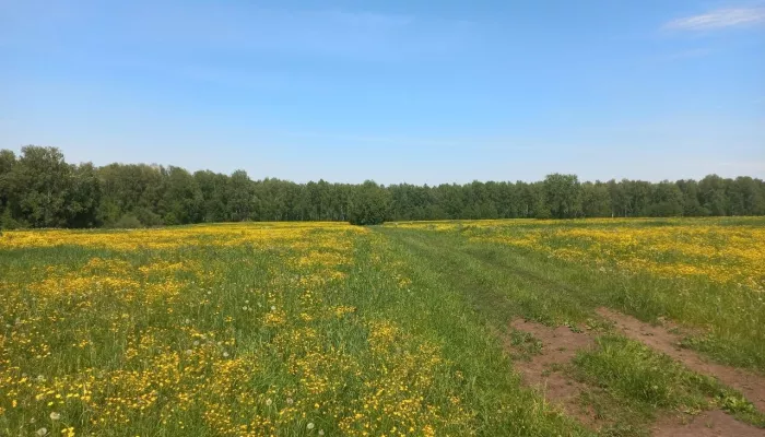 В Алтайском крае с каждым днем жара повышает градус: прогноз на 19 июня