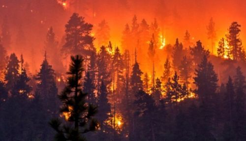 Рослесхоз подсчитал ущерб от лесных пожаров
