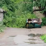 Старое дерево рухнуло во дворе в Барнауле и перекрыло проезд